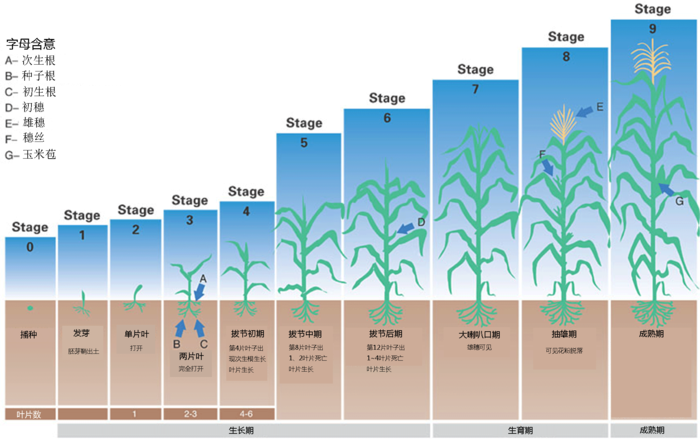 玉米全生育期  生长期的判断标准是生长出来的叶片数量.