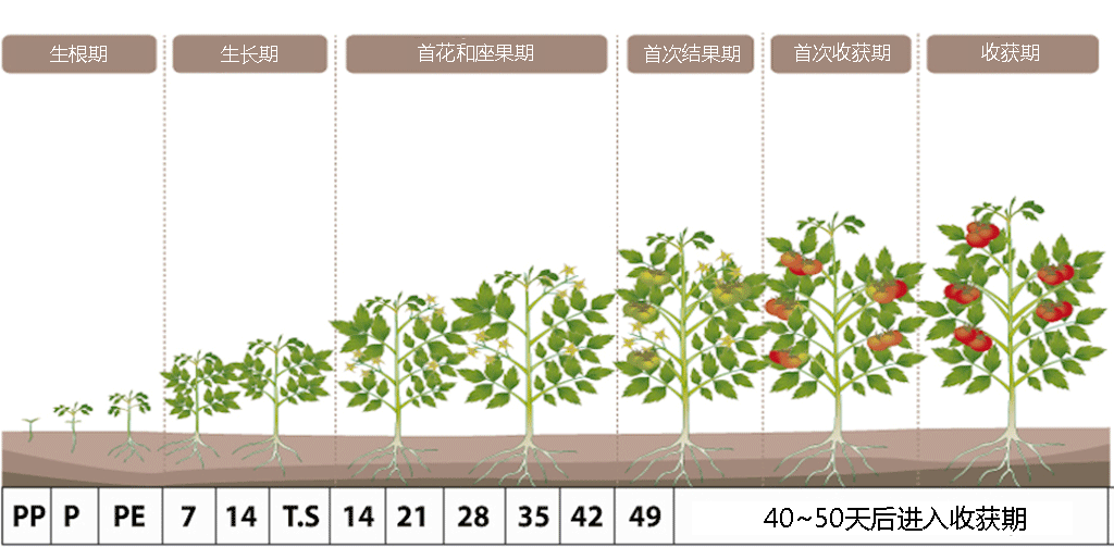Tomato-cn.png
